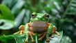Tree frog exuding a glossy sheen, its gaze vivid against a backdrop of lush foliage