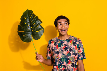 Wall Mural - Photo of young guy in t shirt holding green big green leaf tropics excursion look at wild forest isolated on yellow color background
