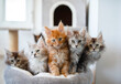 Group of maine coon kittens.