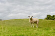 A sheep standing in a fashion pose on a green hill