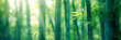 Bambus Wald, grüne Landschaf voller Bäume und grünen Pflanzen 