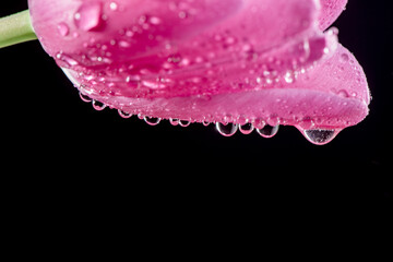 Wall Mural - close-up Bright pink tulip with drops on a black background. Concept of spring