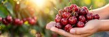 Hand holding fresh sweet cherries on blurred background with space for text placement