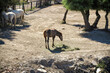 A horse at farm on sunny day