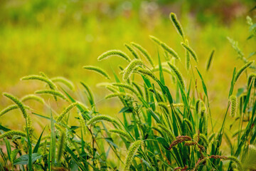 Wall Mural - Grass with spikelets and seeds in a meadow on a blurred background