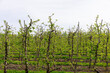 young apple trees in the orchard with the first foliage in spring