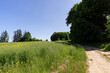 a road in a field with agricultural plants in summer
