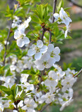 Fototapeta Storczyk - Spring cherry blossom