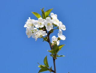 Wall Mural - Spring cherry blossom