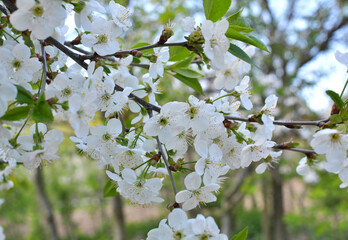 Wall Mural - Spring cherry blossom