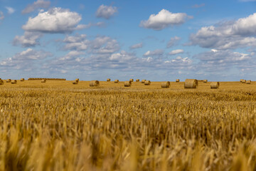 Wall Mural - straw stacks in the field after the grain harvest