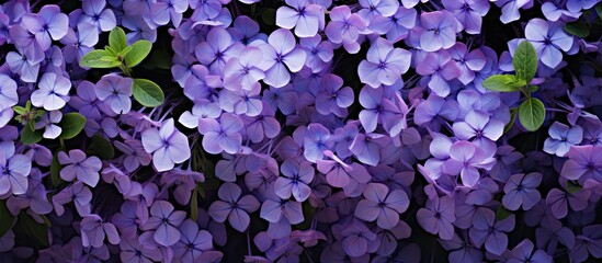 Poster - purple flowers with green leaves against black