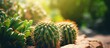 Cactus plants growing in soil