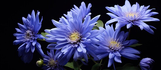 Wall Mural - Blue flowers in vase on black background