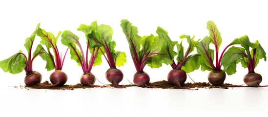 Canvas Print - Close up of beets with leaves, isolated beetroot on white background