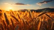 Beautiful landscape with golden ears of wheat in the rays of the setting sun