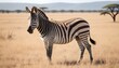 A Zebra In A Safari Landscape Upscaled 2
