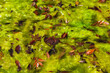 Red autumnal leaves on a bed of green algae as background