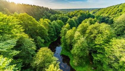 Wall Mural - green plants and trees seen from above in a dense forest