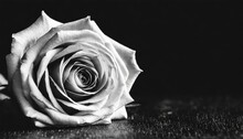 Beautiful Black And White Rose On Black Background With Copy Space