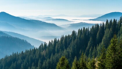 Wall Mural - the landscape of pine forests on the mountains is interspersed with morning mist natural background concept