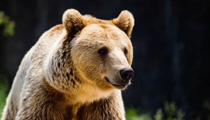 Wall Mural - bear in front of a black background