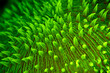 Sea coral fuorescent phenomenon with fluorescent light