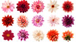 Set of  Colorful Gerbera roses Flowers collection isolated on White Background. Red, Pink, Yellow, White , Orange Colors .studio shot, Generative Ai