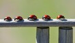 Ladybugs Gathered On A Fence Post Upscaled 10