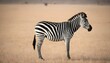 A Zebra With Its Tail Held High In A Sign Of Domin Upscaled 5