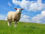 Fototapeta Londyn - Majestic Sheep Grazing on Lush Green Meadow Under Blue Sky