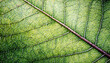 © anandart - macro photography of leaf texture pattern, leaf background with veins and cells