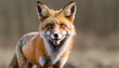 A Fox With Its Eyes Wide Open Startled Upscaled 4