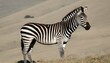 A Zebra In A Hilly Area Upscaled 2