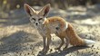 Fennec: desert fox Light brown fur, large ears, native to Africa. 