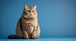 Overweight cat looking to side on blue background, studio shot, concept of diabetes, lose weight and indoor life,