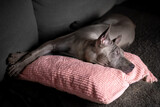 Fototapeta Dmuchawce - Pies rasy Thai Ridgeback dog leży na poduszce