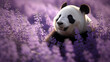 Panda em um campo de lavanda - Papel de parede