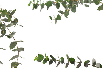 Wall Mural - Eucalyptus sprig isolated on a white background.