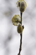 Blühende Weide, Salix