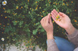 © Taras Grebinets - Female herbalist botanist hands hold picked calendula flowers while collecting healing medicinal herbs plants outdoors