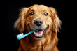 A dog holds a toothbrush in his teeth on a black background. Concept of healthy teeth.