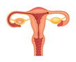Female genital organ. Uterus and tubes. Vector illustration on white background