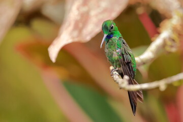 Wall Mural - Green-crowned brilliant - male(Heliodoxa jacula) Ecuador