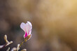 magnolia flower in spring. a bokeh of sunny sun in early spring