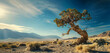 Crisp, photograph of an ancient, twisted tree standing alone in a sunbathed, arid desert, showcasing resilience and solitude in harsh conditions