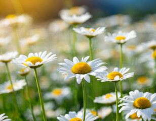 Poster - Chamomile flower field. Camomile in the nature. Field of camomiles at sunny day at nature. Camomile daisy flowers in summer day. Chamomile flowers field wide background in sun light