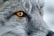 Close-up Portrait of a Grey Fox Gazing Forward with Striking Orange Eyes and Detailed Fur Textures