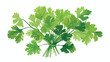 Coriander leaf botanical vector illustration hand-