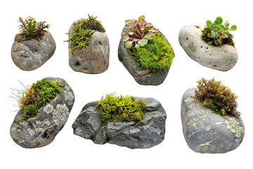 Wall Mural - set stone and moss PNG Transparent white background